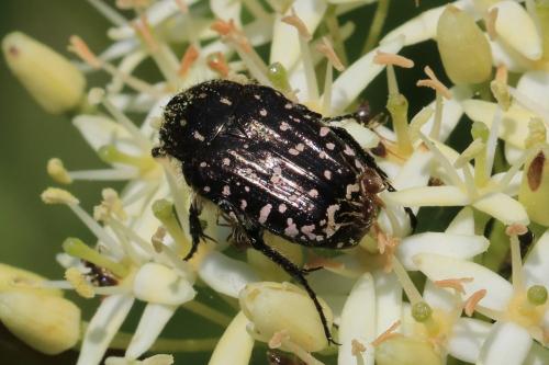 Réf. 274 436 : Oxythyrea funesta